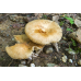 Мицелий Сыроежки миндальной / Сыроежка лавровишневая (Russula laurocerasi)